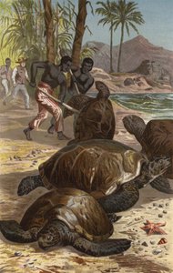 Green Turtle